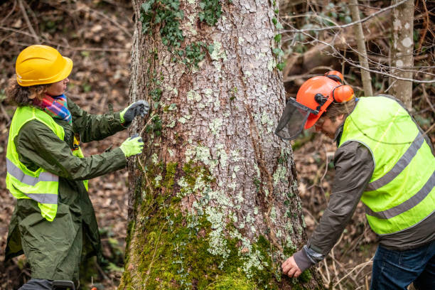 Best Utility Line Clearance  in Endwell, NY