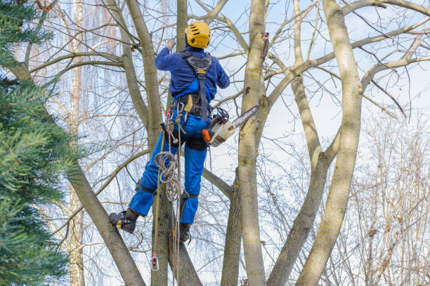 Best Fruit Tree Pruning  in Endwell, NY