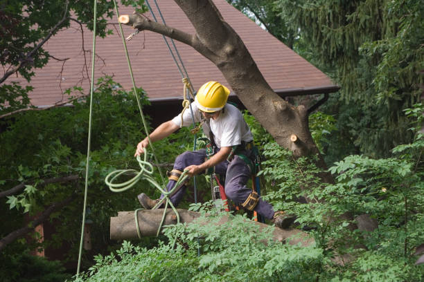 How Our Tree Care Process Works  in  Endwell, NY