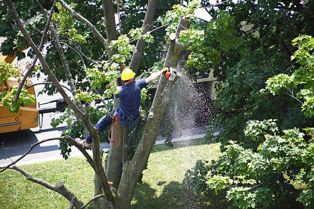 Best Hedge Trimming  in Endwell, NY